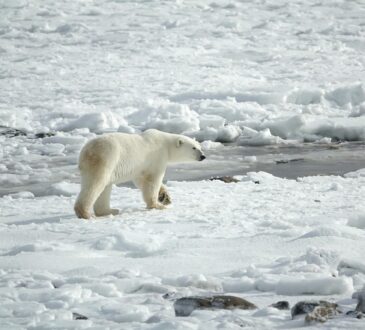 Orso polare