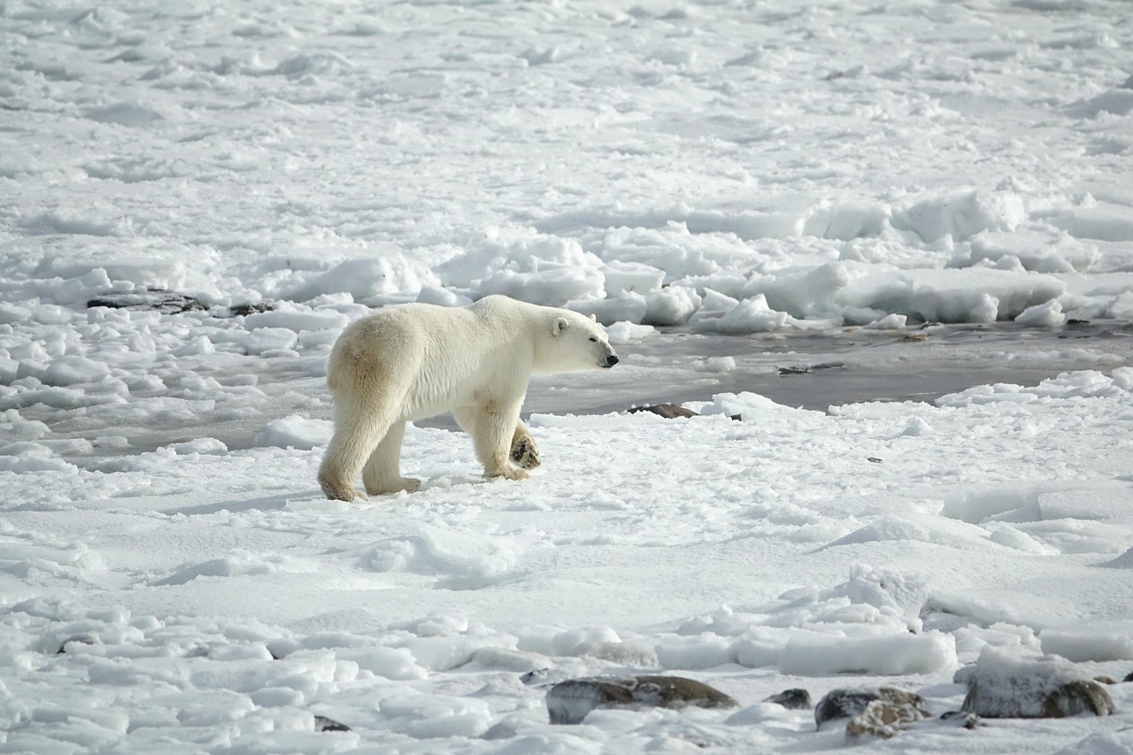 Orso polare