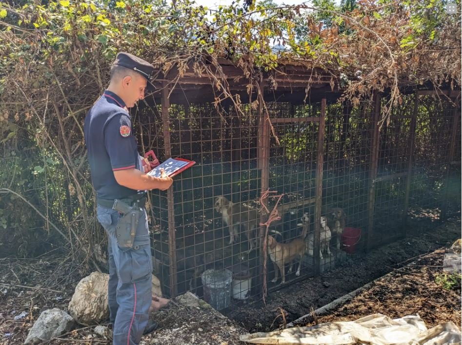 Cani chiusi in gabbia