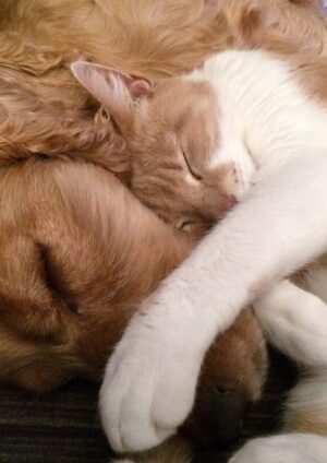 Cani e gatti