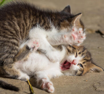 Lotta tra gatti