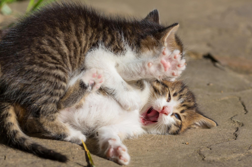 Lotta tra gatti