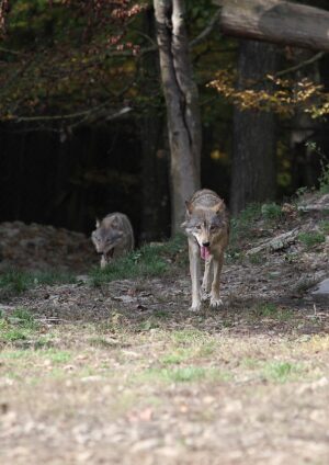 Crimini contro la natura