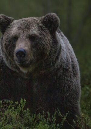Orso marsicano Amarena