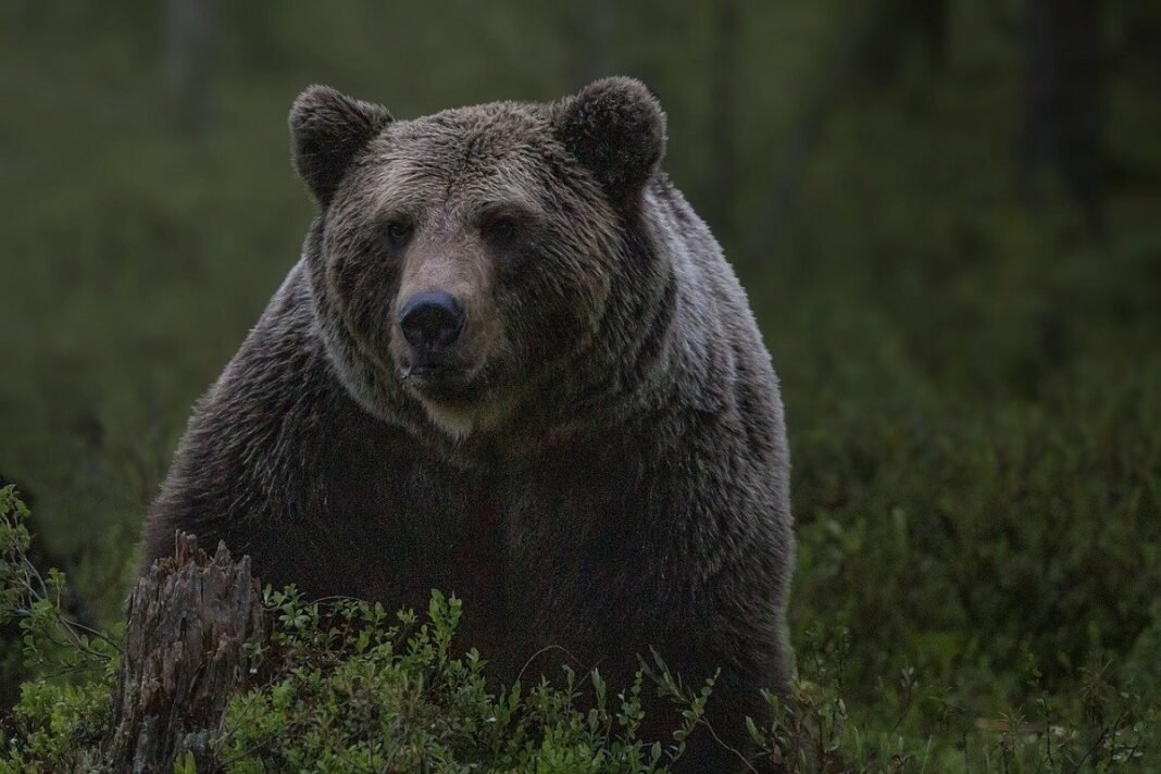 Orso marsicano Amarena