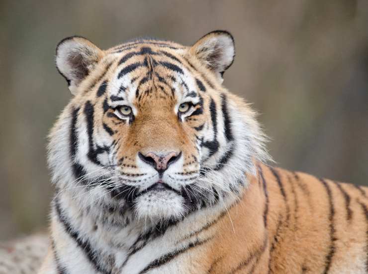 Tigre Amur