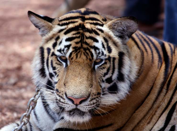 Tigre Bengala