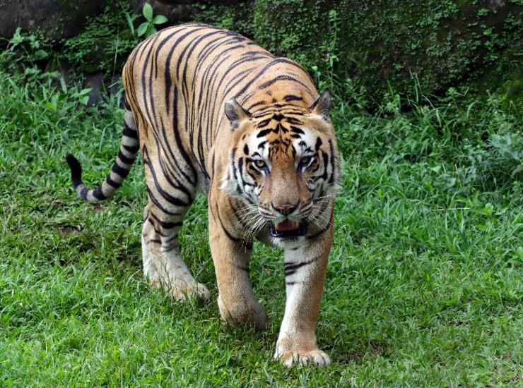 Tigre Malaysia