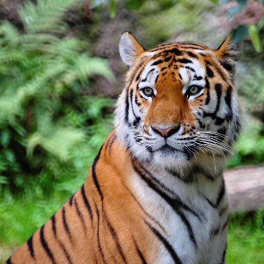 Tigre rischio estinzione