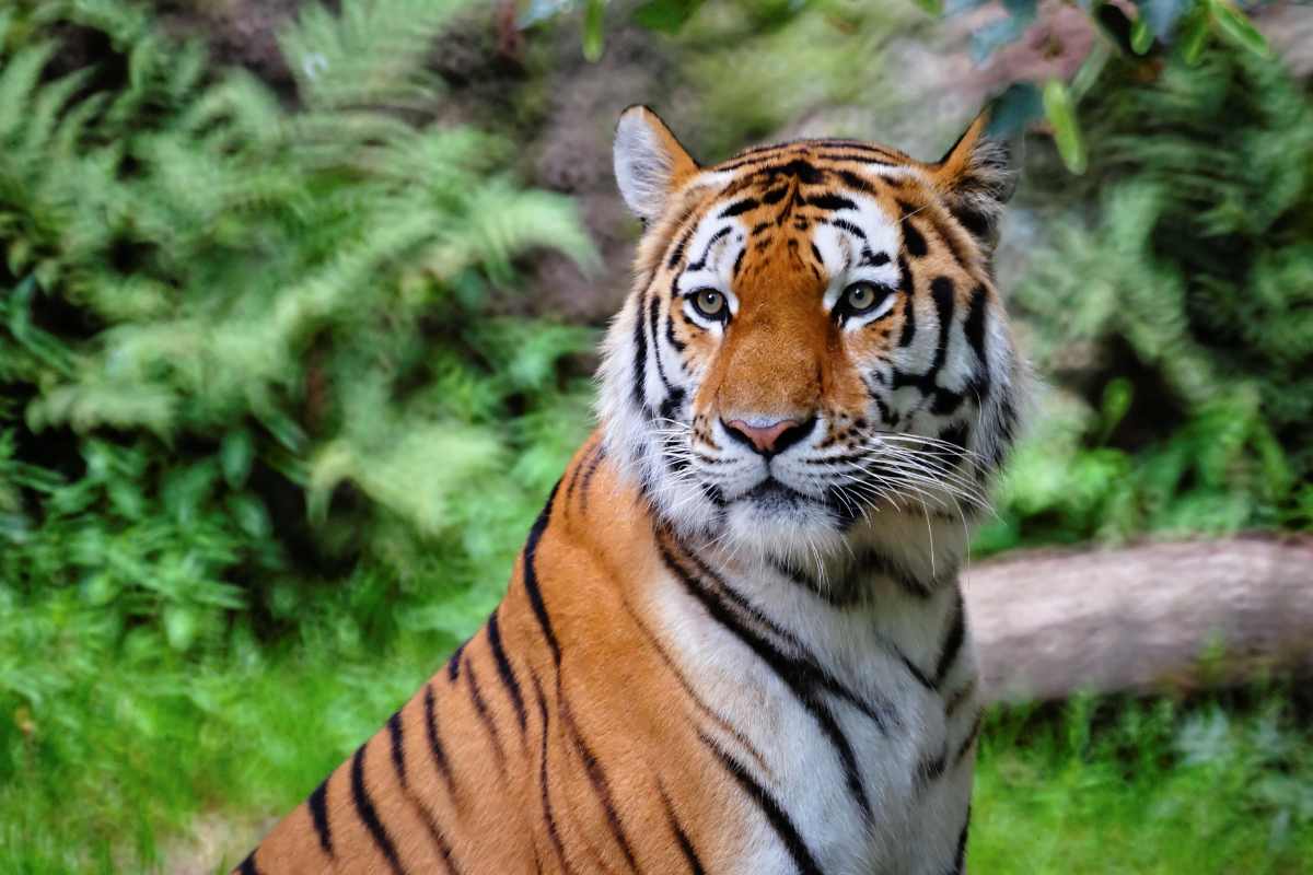 Tigre rischio estinzione