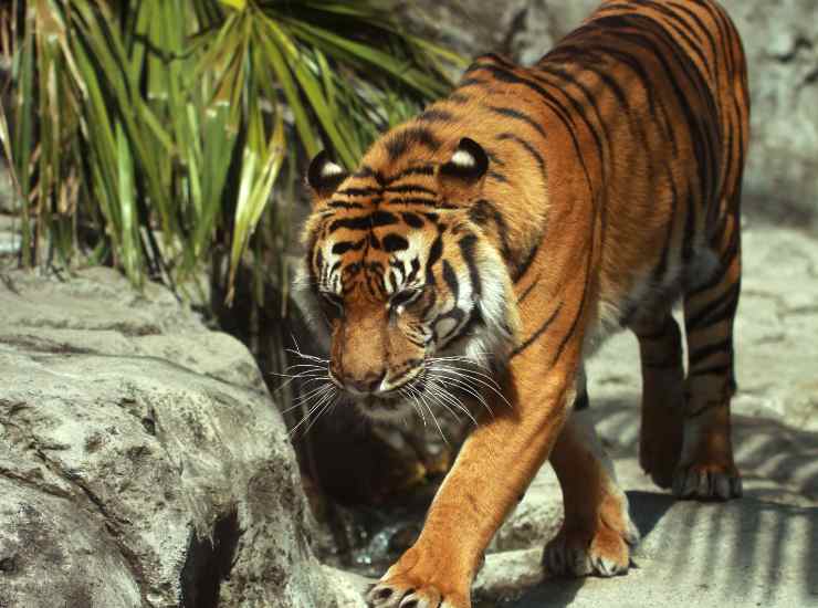 Tigre della Cina meridionale