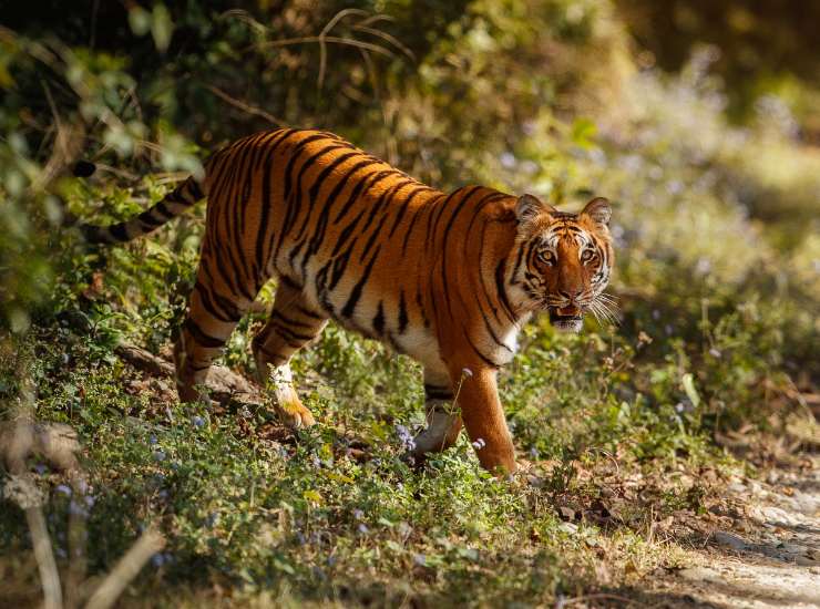 Tigre di Corbett