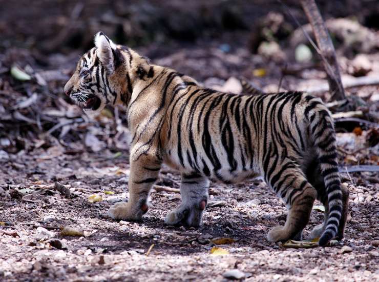 Tigre di Sumatra