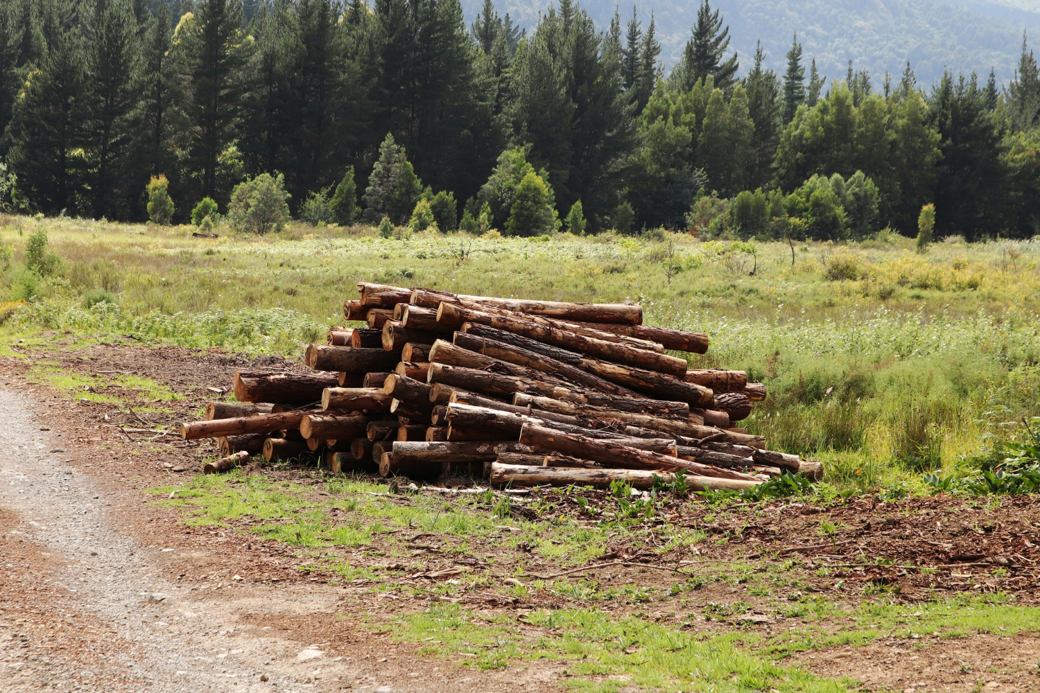 deforestazione