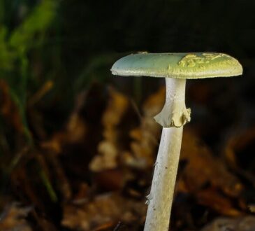 Amanita falloide
