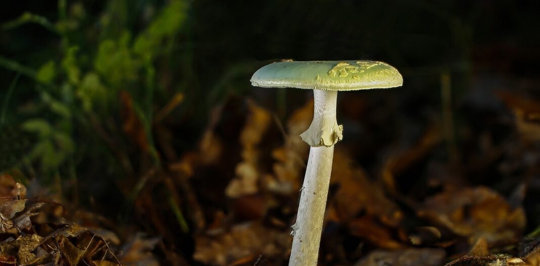 Amanita falloide