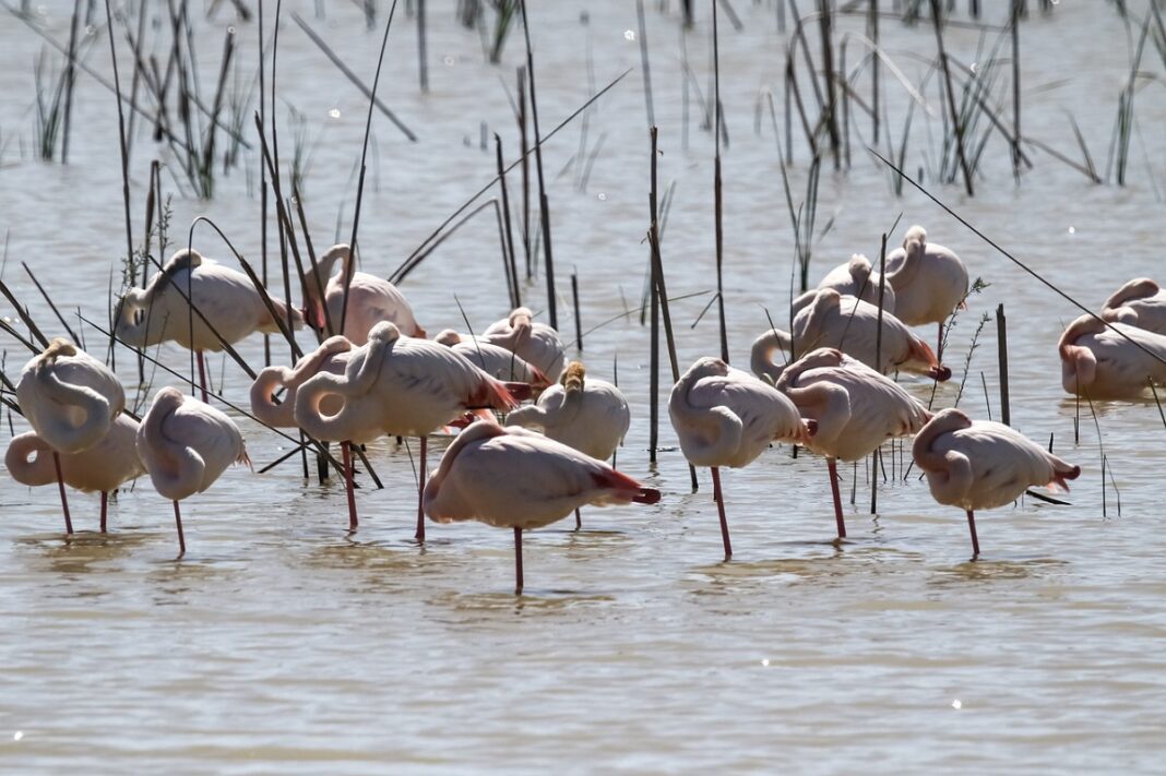 Laguna Parco di Donana
