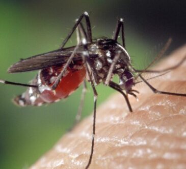 West Nile zanzara