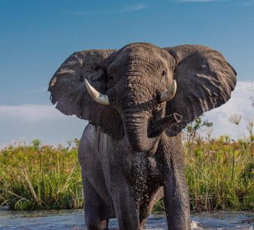 Elefante