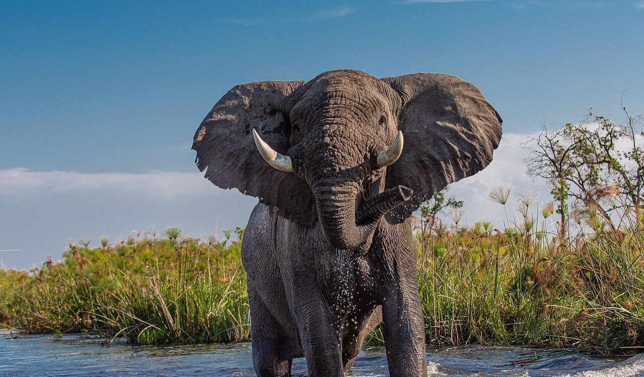 Elefante