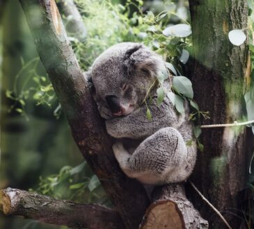 Koala
