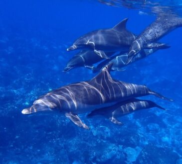 Caccia ai delfini