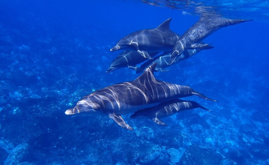 Caccia ai delfini