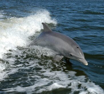 Delfini