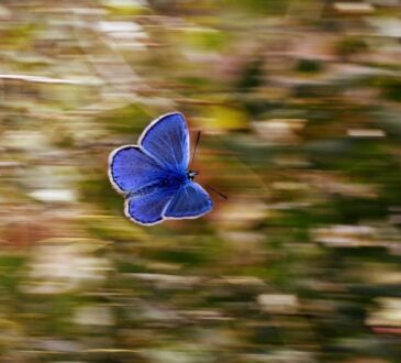 Effetto butterfly