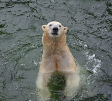Orso polare
