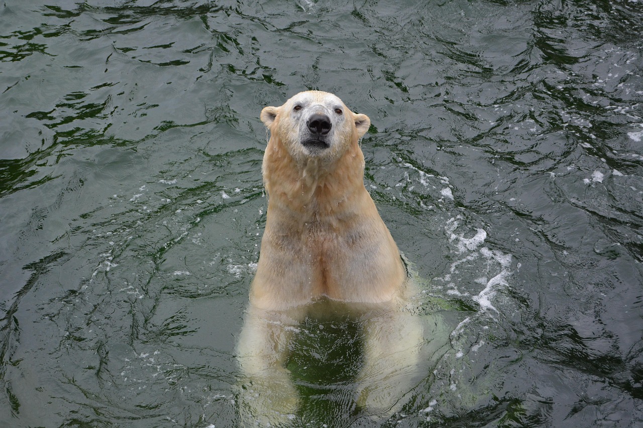 Orso polare