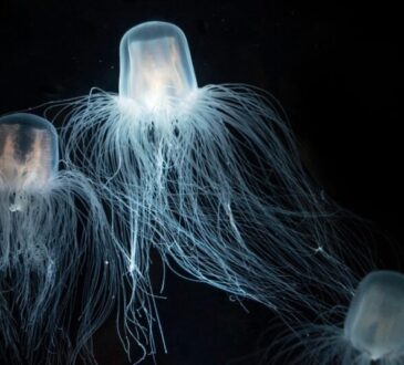 Meduse immortali