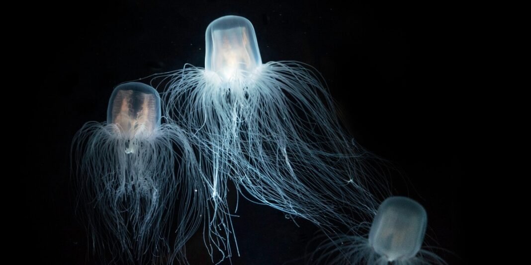 Meduse immortali