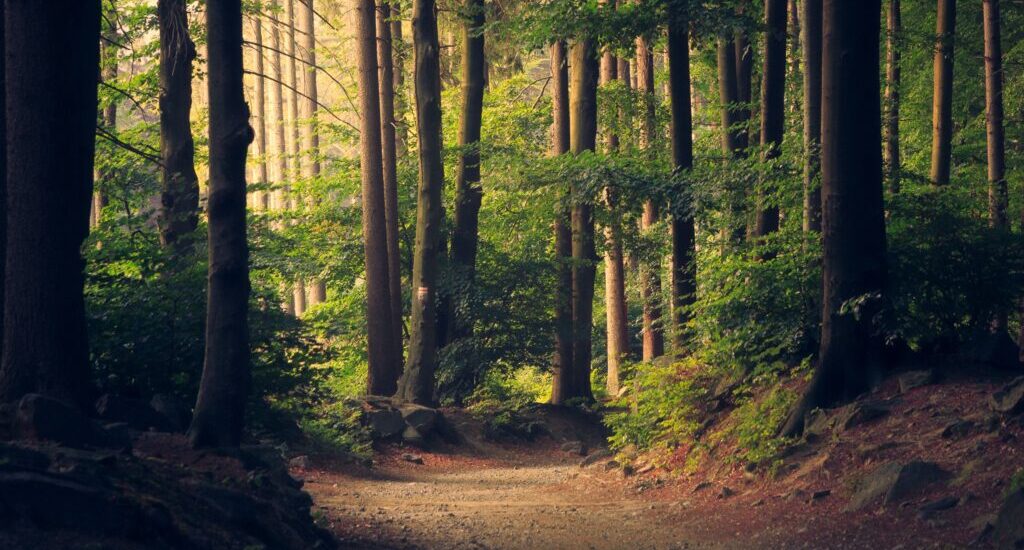 Ecologia