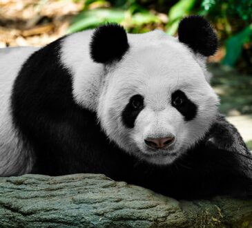 Panda gigante