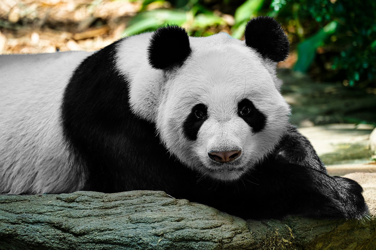 Panda gigante
