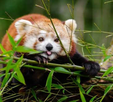 Panda rosso