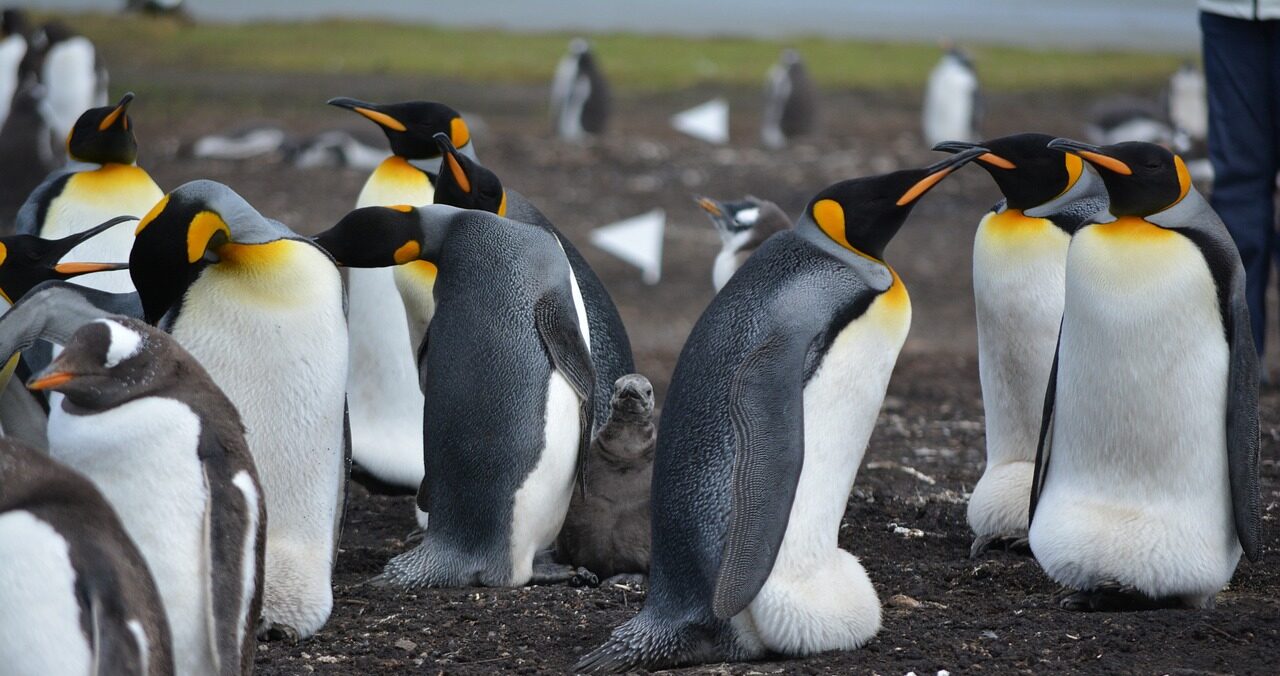 Pinguini