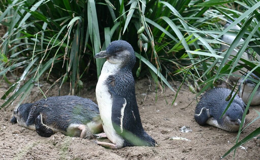 Pinguini blu kororā