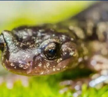 salamandra errante