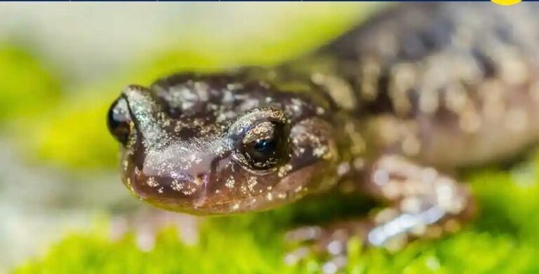 salamandra errante