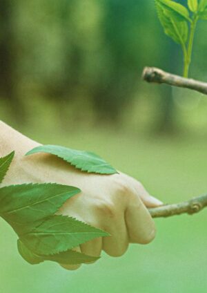 Focus della natura