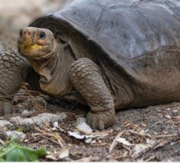 tartaruga gigante