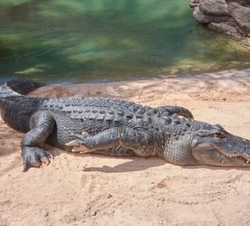 coccodrillo