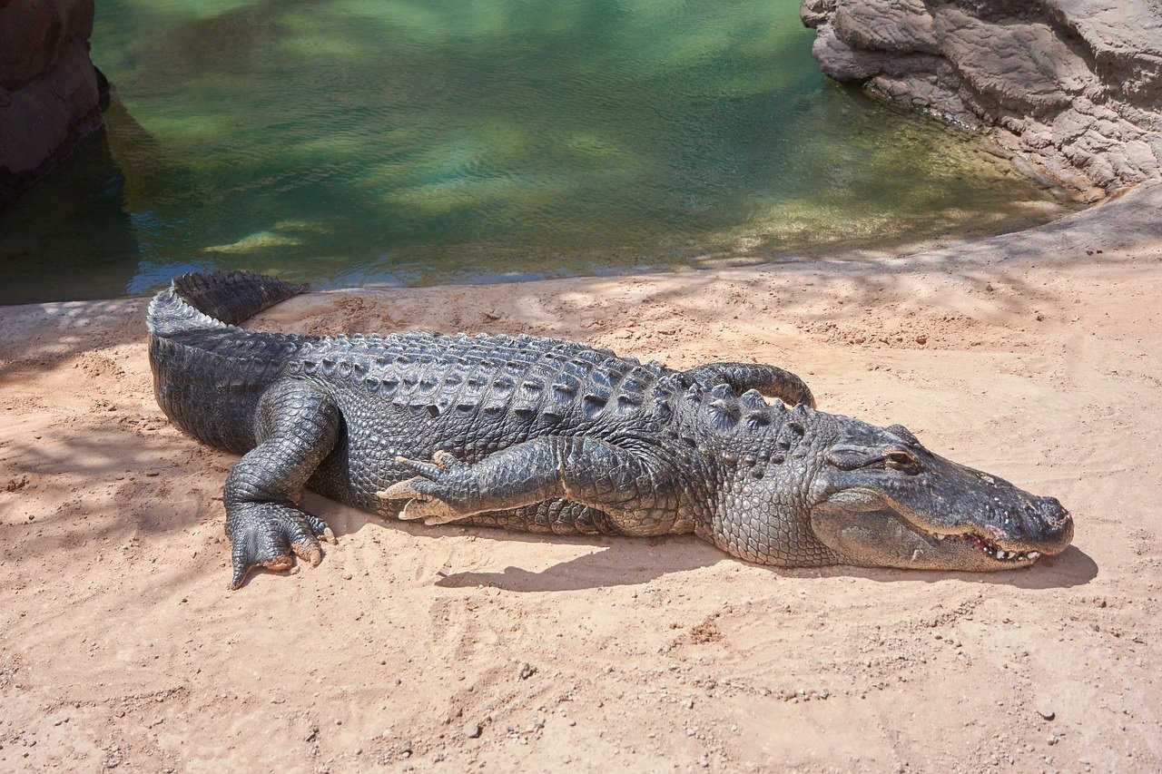 coccodrillo