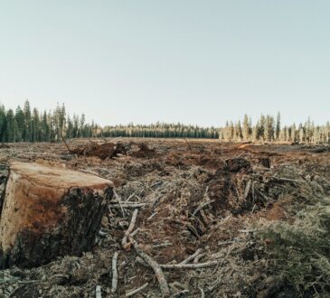deforestazione - servizi ecosistemici