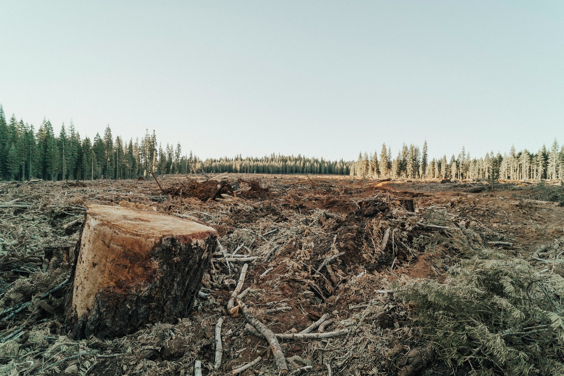 deforestazione - servizi ecosistemici